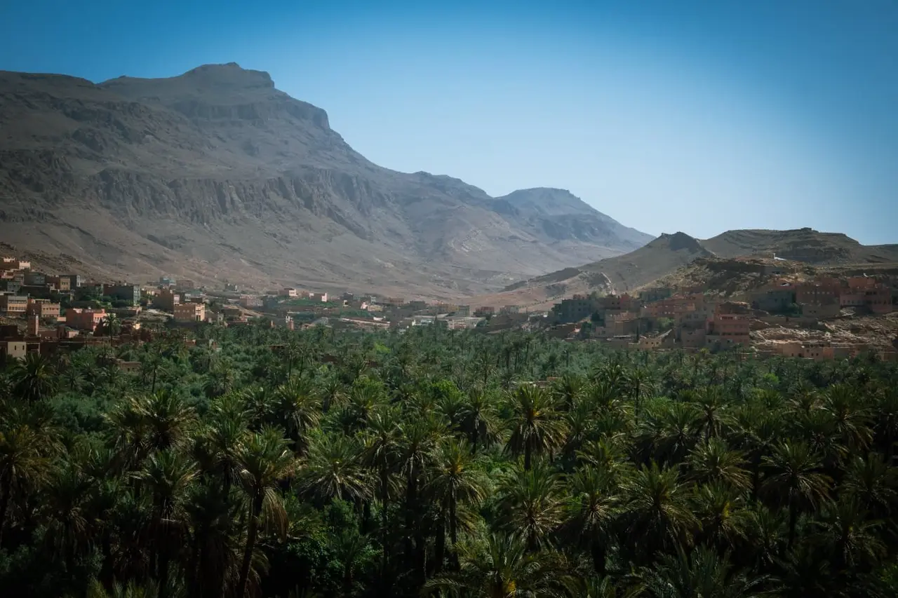 Dense palm grove of the Draa Valley oasis stretching toward the mountains