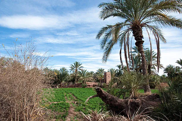 Palm-filled Draa Valley with kasbah villages, Morocco