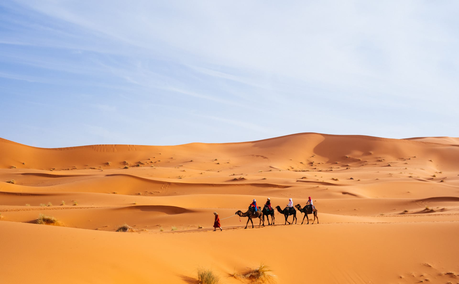 Camel caravan crossing the Erg Chebbi dunes by day near Merzouga
