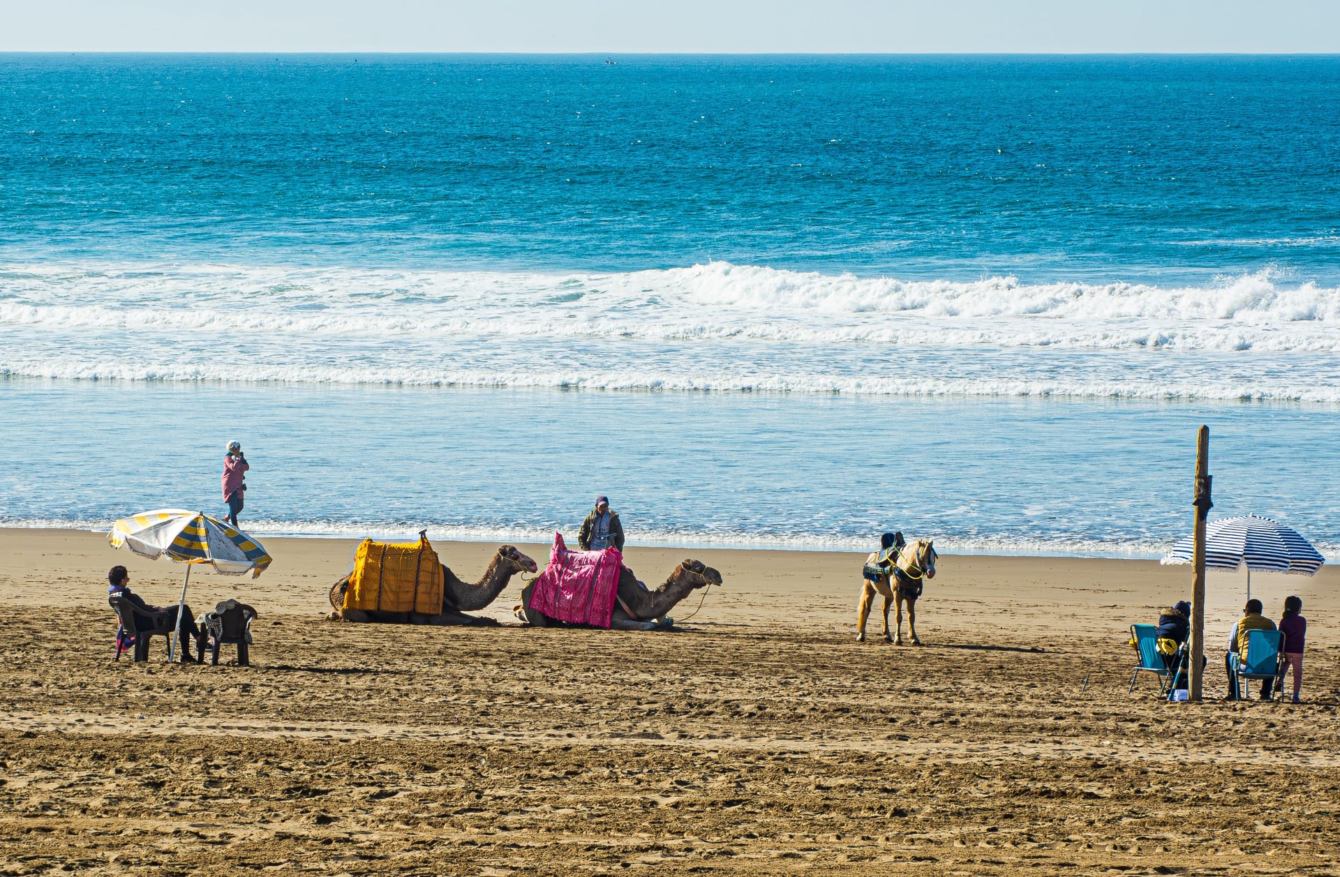Camels resting on a wide Atlantic beach in Agadir, Morocco
