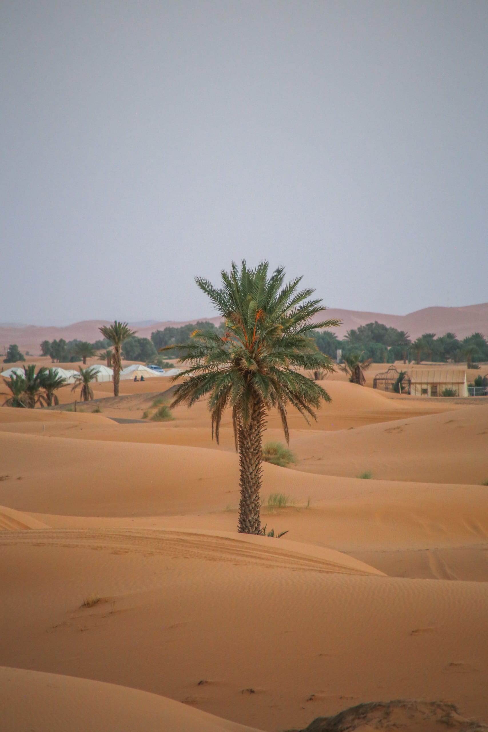 Solitary date palm with a desert camp and oasis in the background at Erg Chebbi