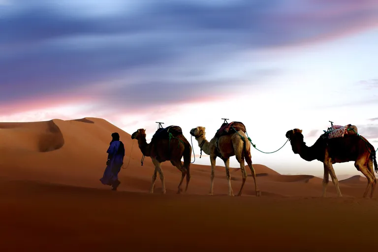 Berber guide leading a camel caravan across Erg Chebbi at dusk