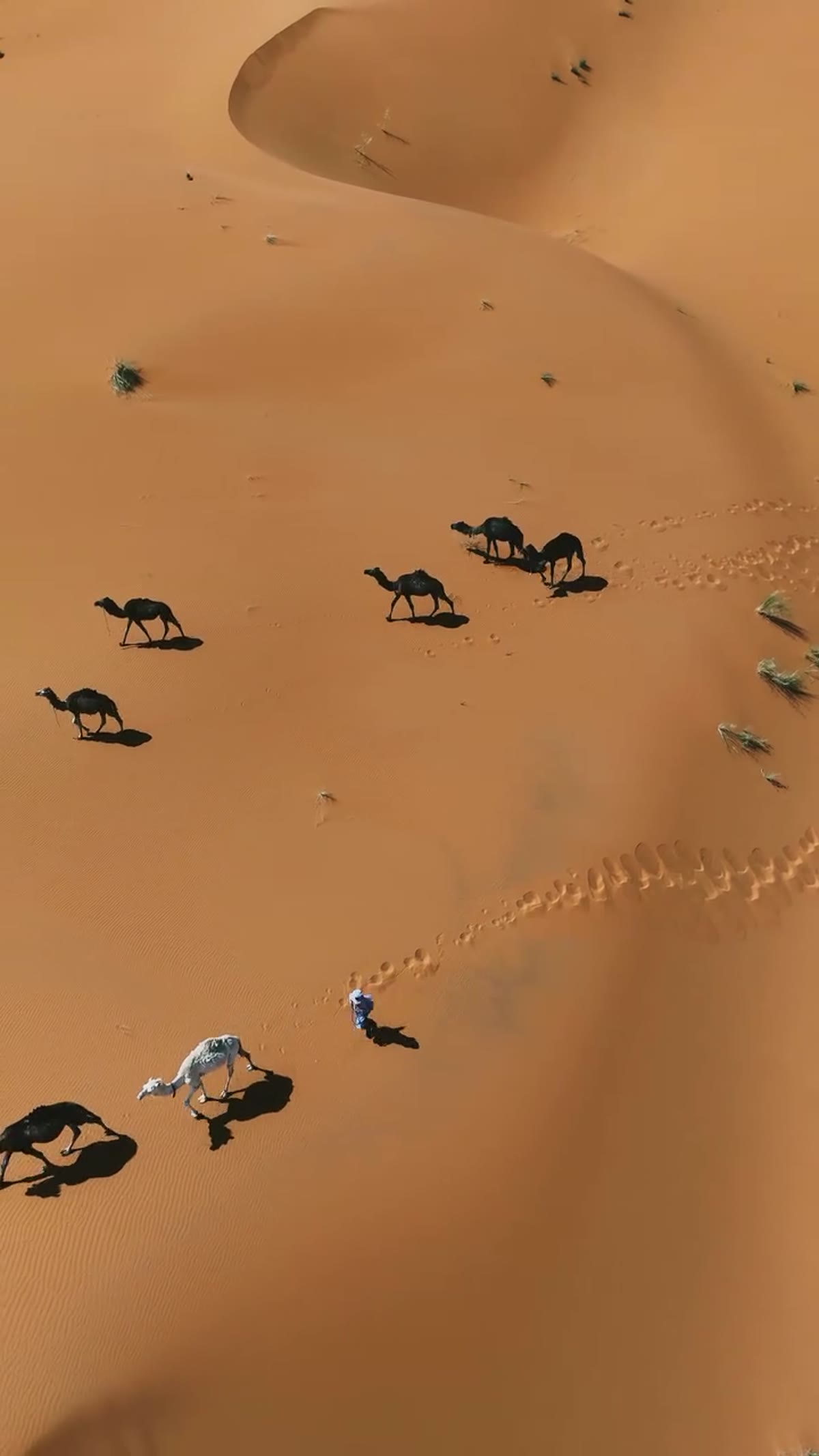 Camels walking across golden dunes at sunset during a trekking excursion
