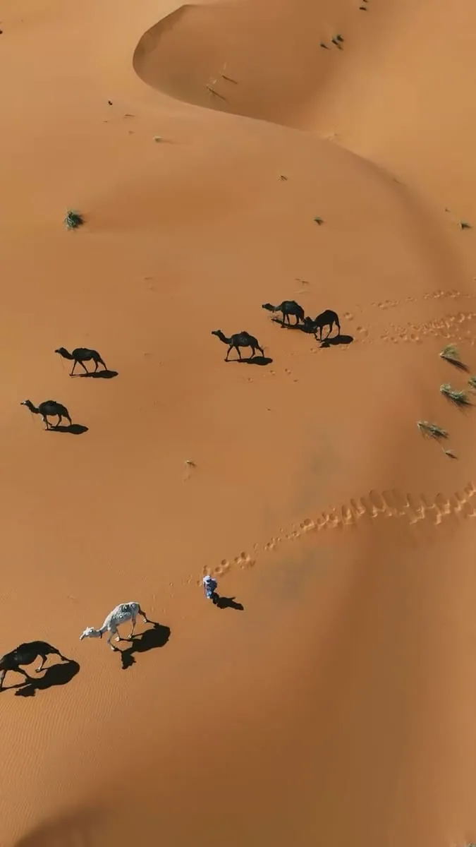 Camels walking across golden dunes at sunset during a trekking excursion
